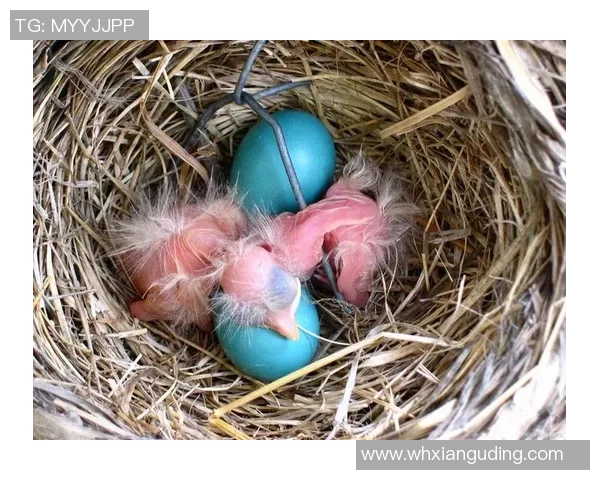 欧洲黄蜂与公牛蚁的生存竞争与生态适应之战 欧洲黄蜂与公牛蚁的生存竞争与生态适应之战