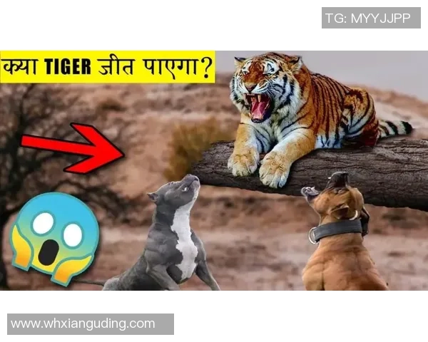 那不勤与阿尔克的精彩对决谁能笑到最后分析与推荐